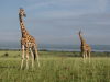 Giraffes