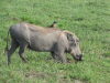 Warthog