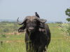 Cape buffalo