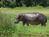 A hippo