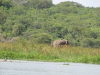 Elephant in the distance