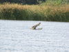 Crocodile with its jaws open