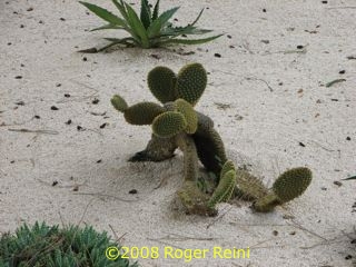 Cactus or cartoon character?