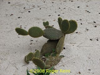Cactus, or bird in flight?