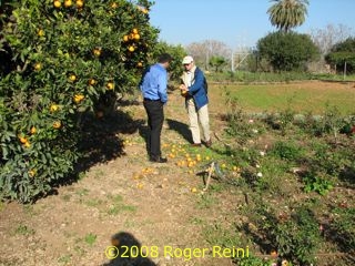 Harvest time at Mazraih