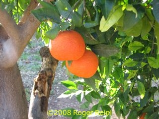 Oranges on the tree at Mazraih
