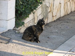 Another cat greeter