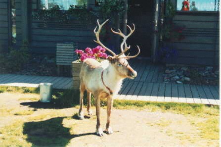 reindeer.jpg (35187 bytes)